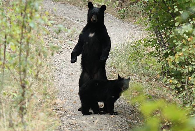 A mother black bear standing on her hind legs with her cub behind her.