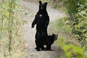 A mother black bear standing on her hind legs with her cub behind her.