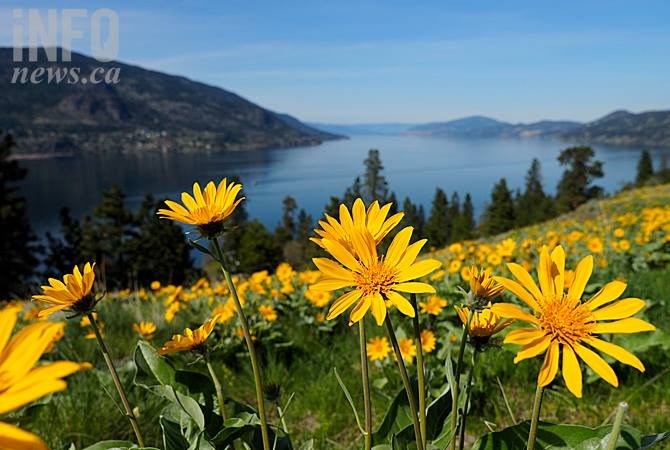Why it’s nearly impossible to grow Okanagan sunflowers on your own | iNhome Why it’s nearly impossible to grow Okanagan sunflowers on your own | iNhome