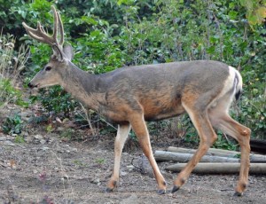 A deer with horns in a backyard.