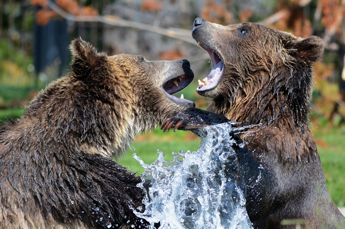 Some grizzly bears fighting.
