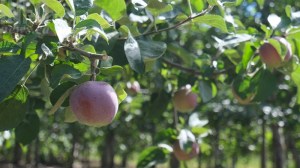 file photo of an apple growing on a tree