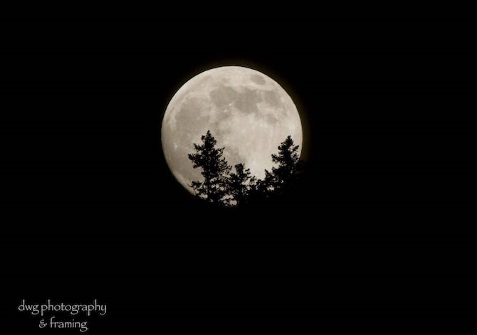 A full bright moon is surrounded by black sky with tree silhouettes in front of it.