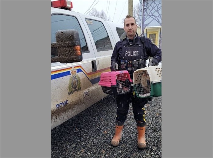 Merritt RCMP officer charged with several firearms offences | iNFOnews.ca A police officer holding two crates with pets in them.