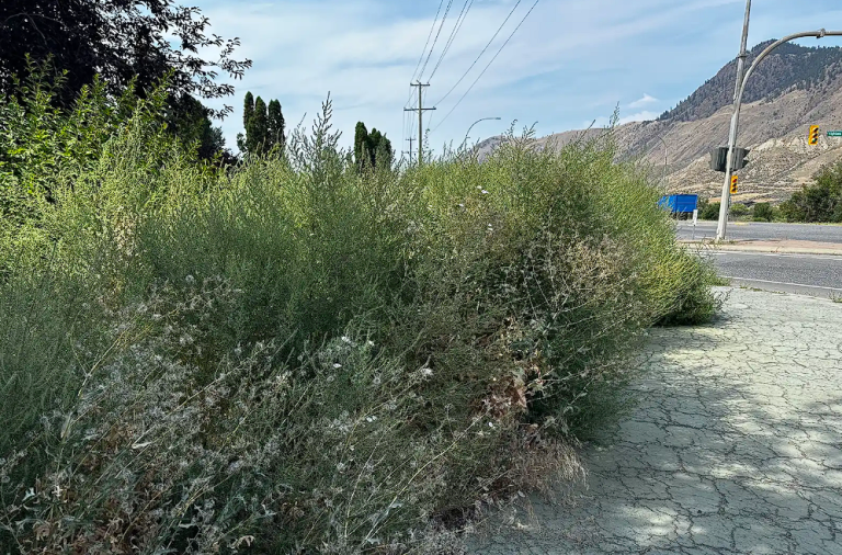 'SYMBOLS OF NEGLECT': Why Kamloops councillors left this city entrance to the weeds | iNFOnews.ca