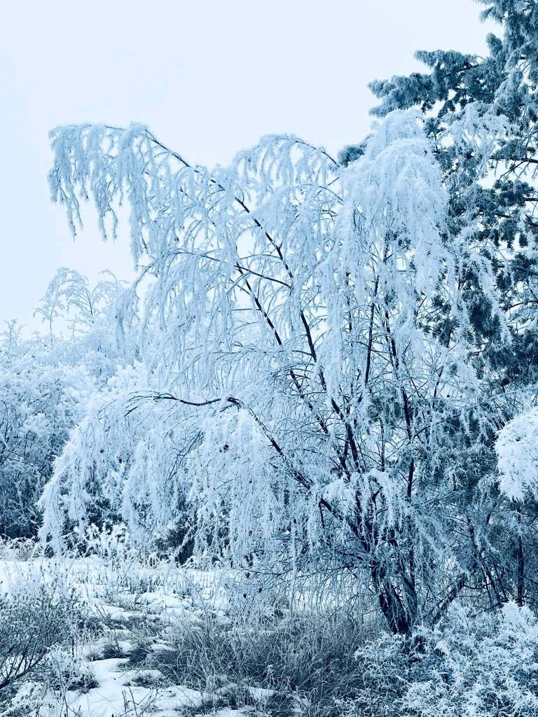 iN PHOTOS: Conditions right for fanciful frost formations in Kamloops, Okanagan | iNFOnews.ca