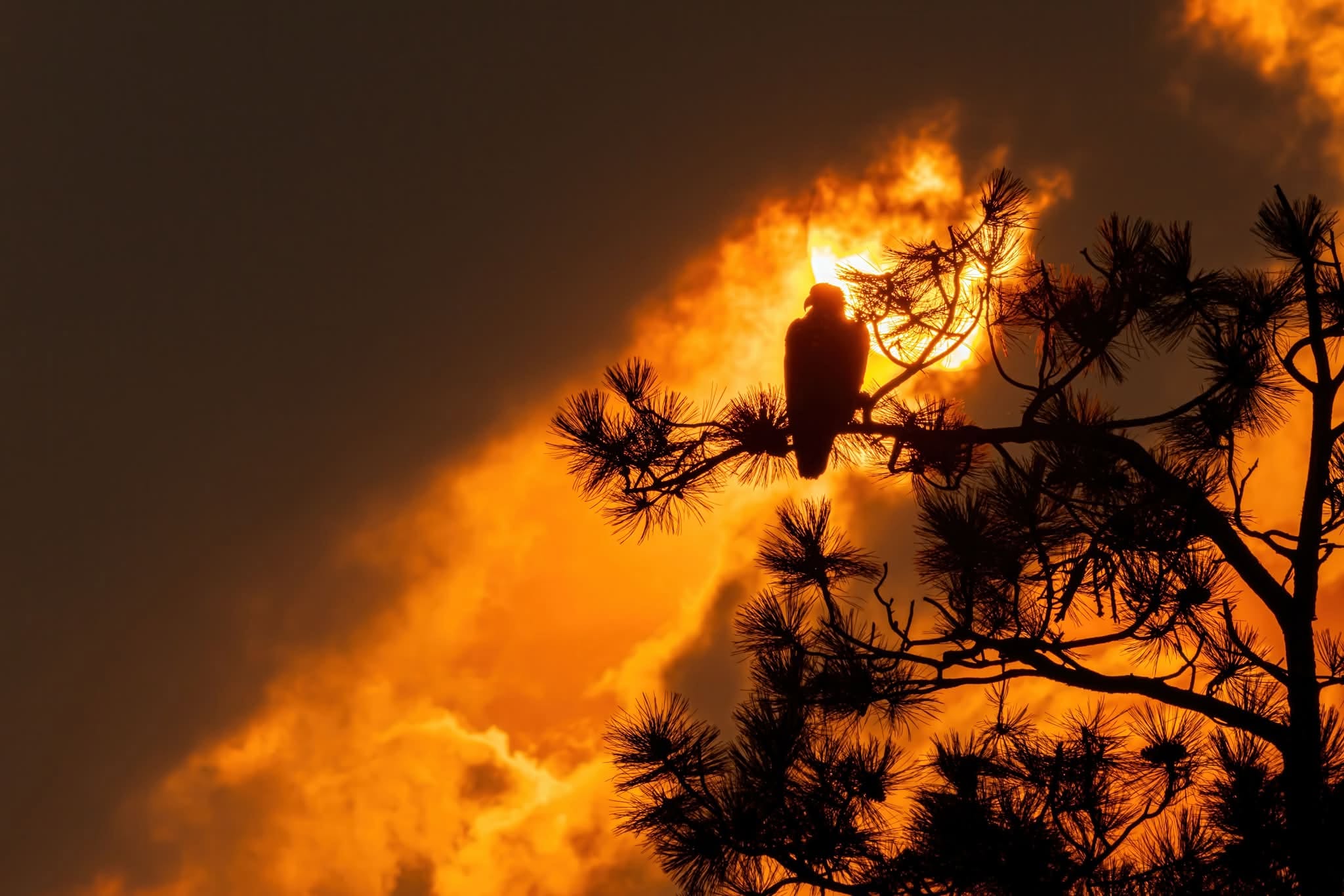 The silhouette of a bird on a branch is before a sunset.