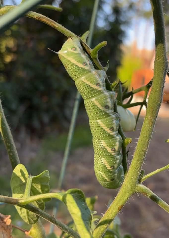 iN PHOTOS: Five caterpillars eating gardens in the Thompson-Okanagan | iNFOnews.ca iN PHOTOS: Five caterpillars eating gardens in the Thompson-Okanagan | iNFOnews.ca