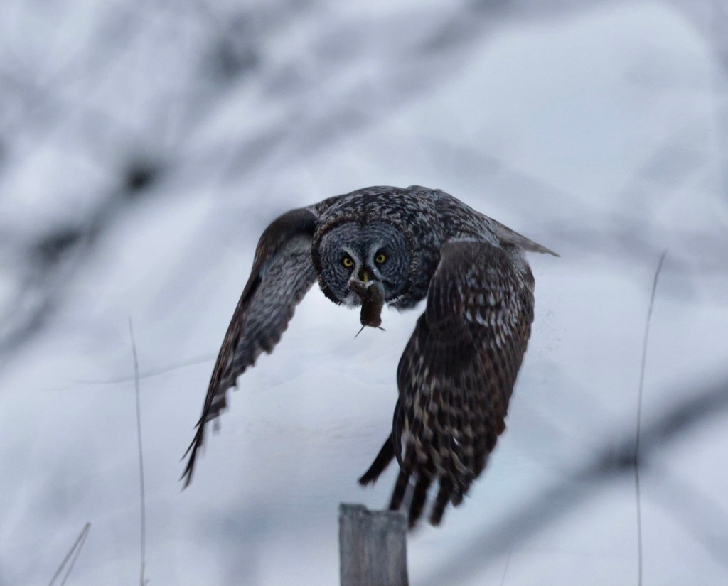 iN PHOTOS: Hungry predators on the hunt in Okanagan, Kamloops | iNFOnews.ca