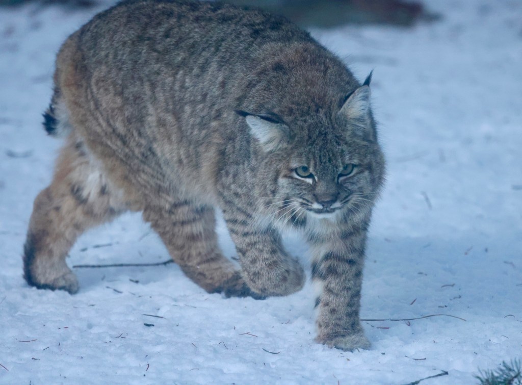 iN PHOTOS: Hungry predators on the hunt in Okanagan, Kamloops | iNFOnews.ca