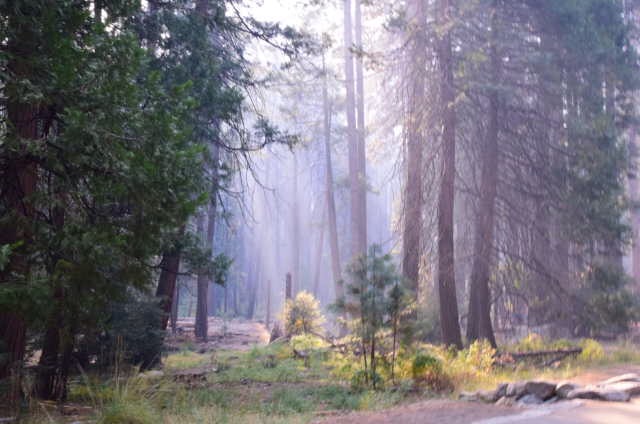 iN PHOTOS: The beauty of komorebi captured in Kamloops, Okanagan | iNFOnews.ca