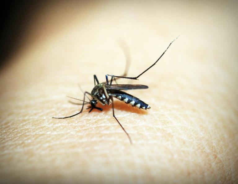 THOMPSON: How not to become lunch for mosquitoes | iNFOnews.ca