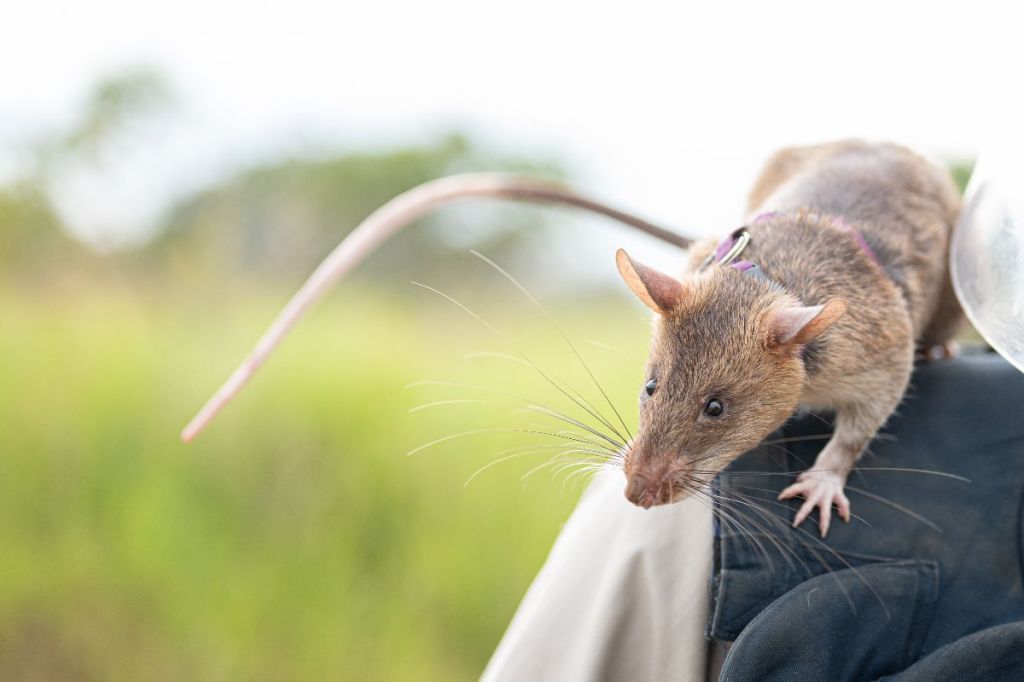 THOMPSON: These rats are heroes and you can adopt one | iNFOnews.ca