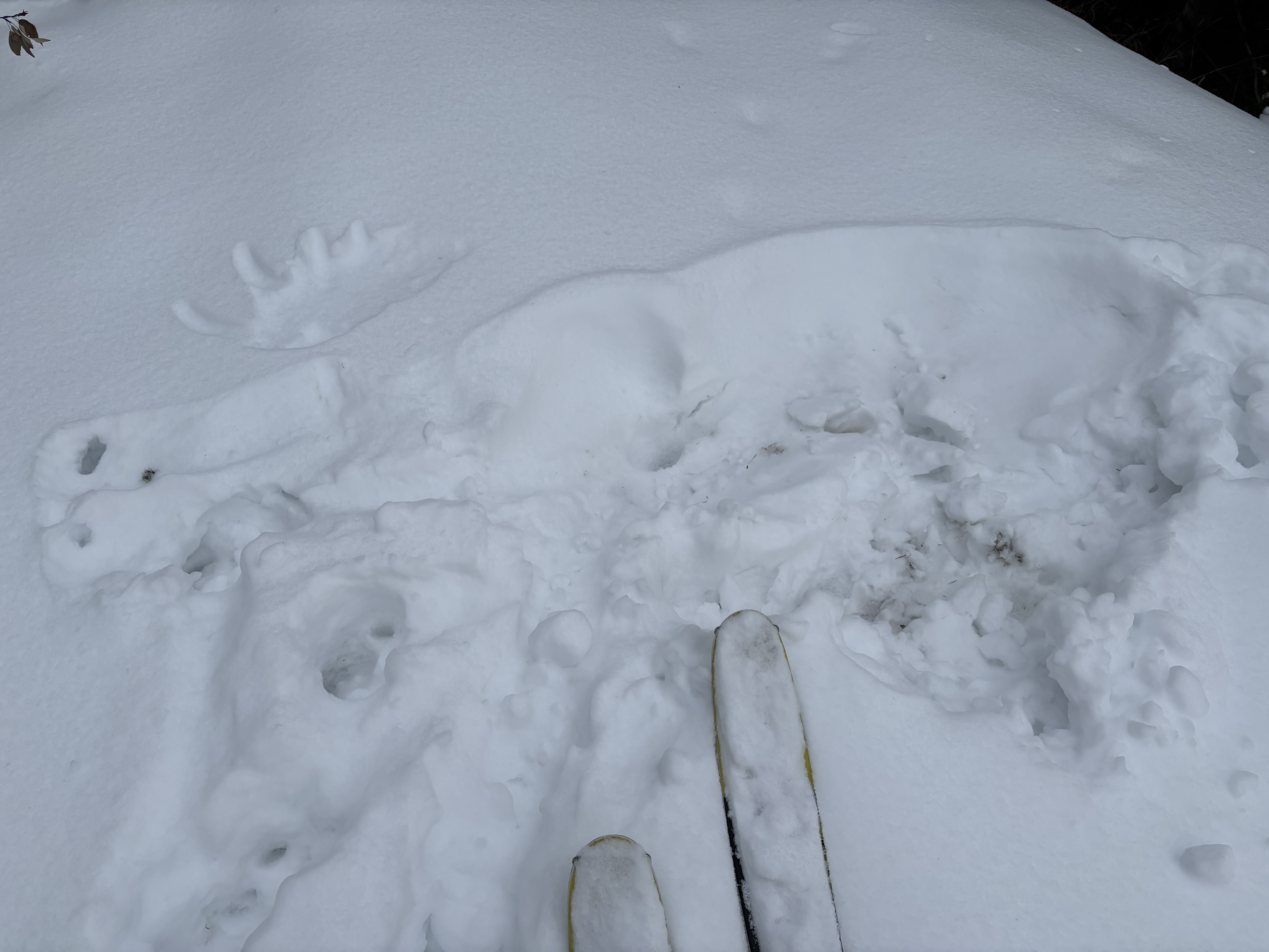 The imprint of a resting moose is seen in the snow.