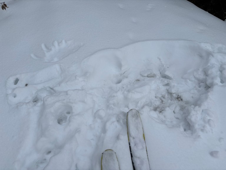The imprint of a resting moose is seen in the snow.