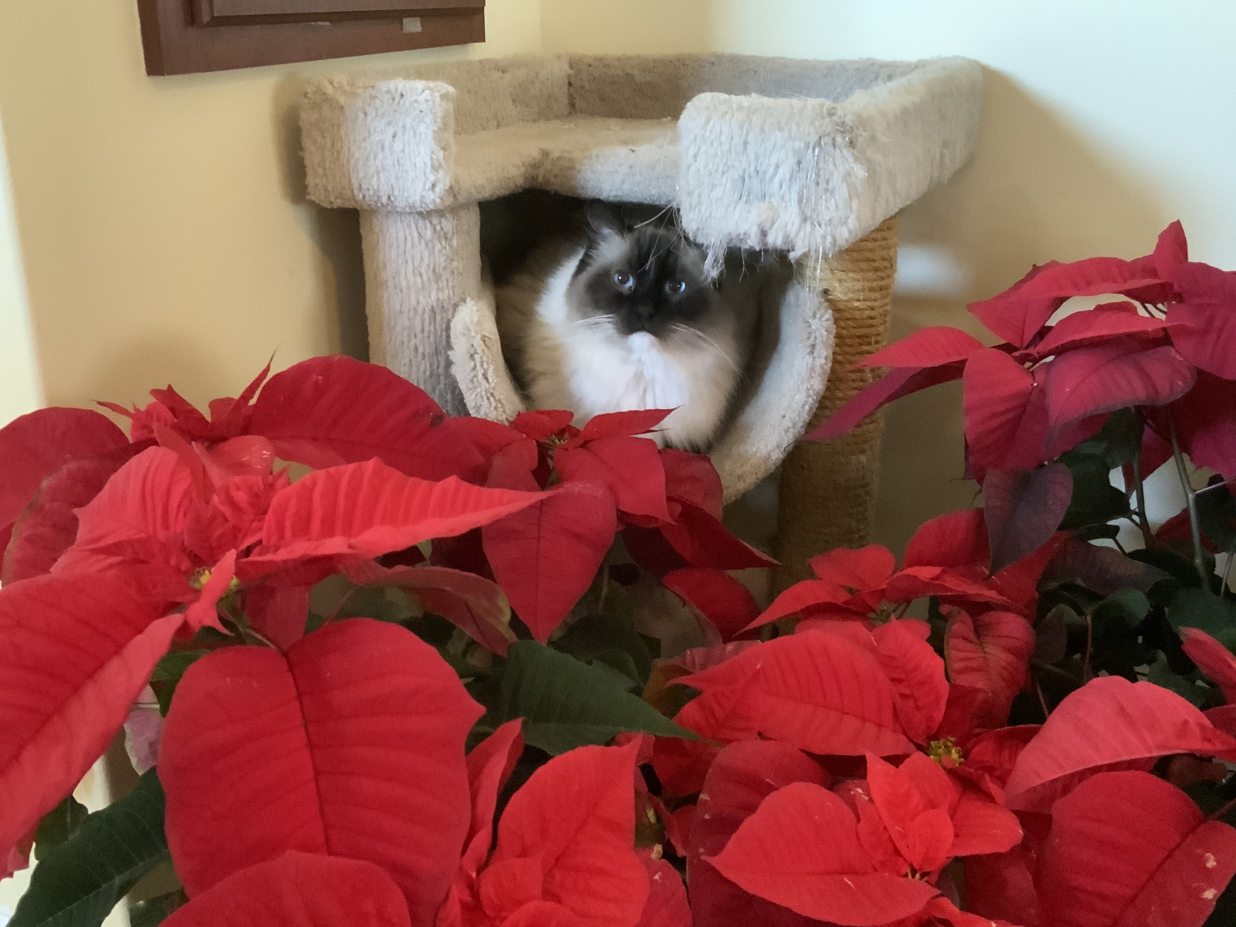 THOMPSON: Saying goodbye to a beloved pet a time for reflection | iNFOnews.ca A cat looks through red flowers.