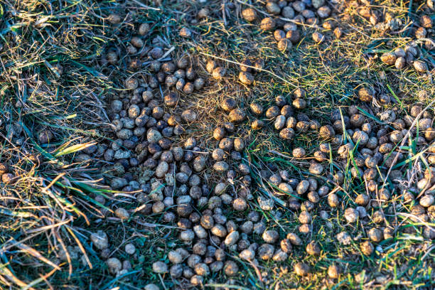 Why Kamloops gardeners are snapping up all the rabbit poo they can get | iNFOnews.ca Rabbit scat is scattered on the grass.