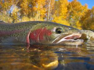 A trout is seen held just above the surface of a river.