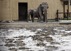 Calgary Zoo staff risked life to stop a hippo from escaping during flood | iNFOnews.ca CP23976612