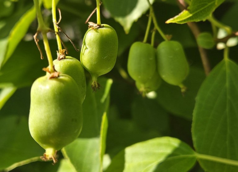 A species of hardy kiwi dangle from a vine.