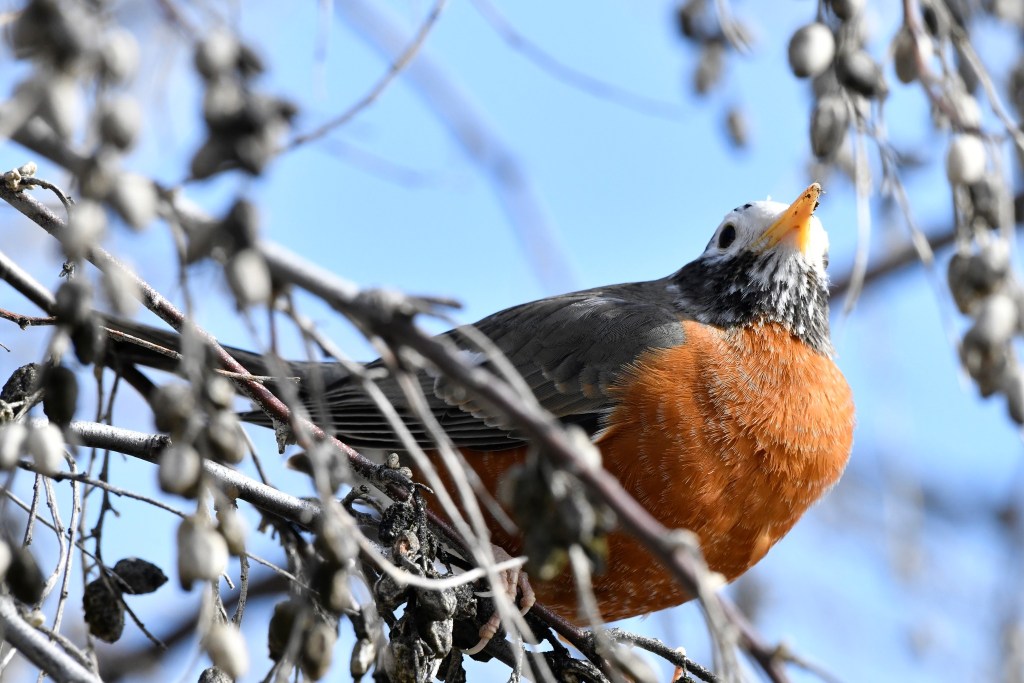 iN PHOTOS: Wild looking wildlife spotted in Thompson-Okanagan | iNFOnews.ca