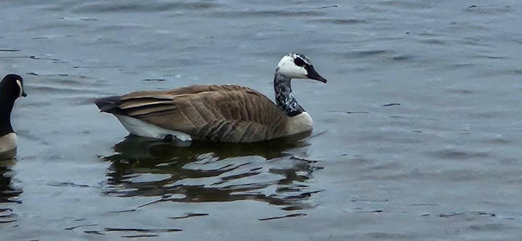iN PHOTOS: Wild looking wildlife spotted in Thompson-Okanagan | iNFOnews.ca