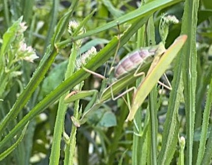 A pair of mating mantids are on grass.