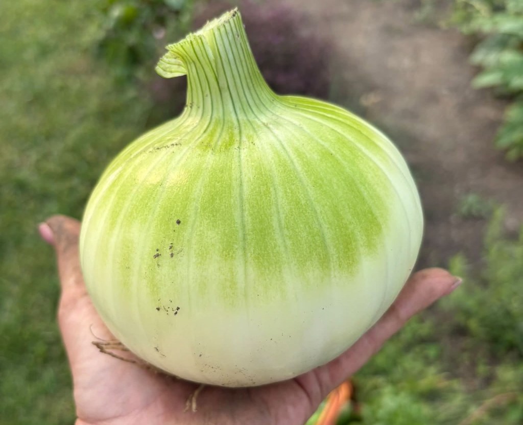iN PHOTOS: The biggest eggplant in Kelowna and other Thompson-Okanagan veggie tales | iNwine iN PHOTOS: The biggest eggplant in Kelowna and other Thompson-Okanagan veggie tales | iNwine