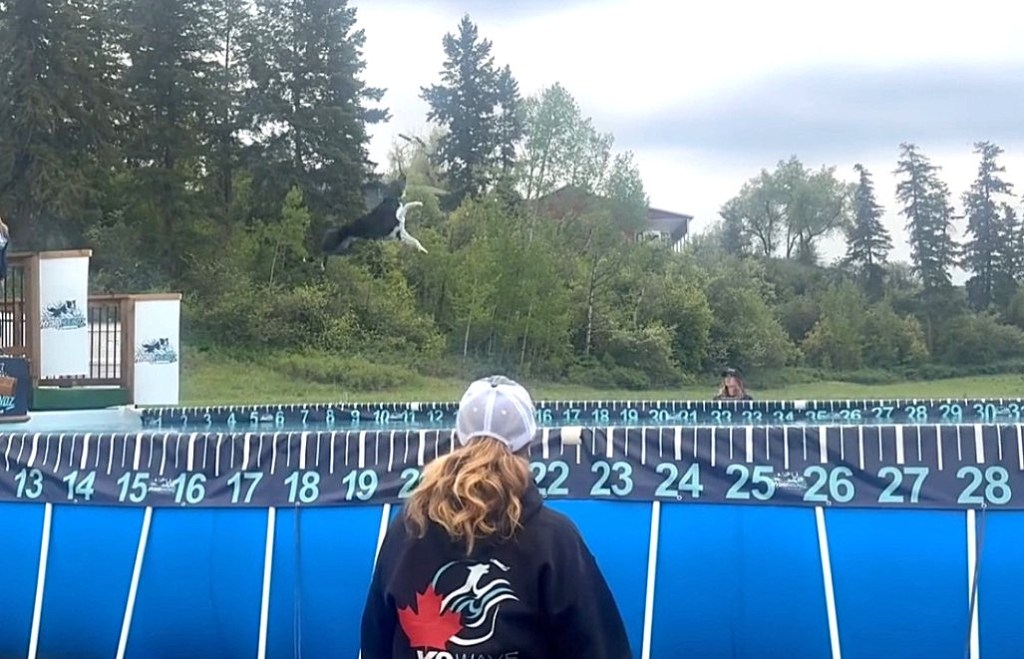 Canines get air time at Okanagan's first dog diving dock | iNFOnews.ca