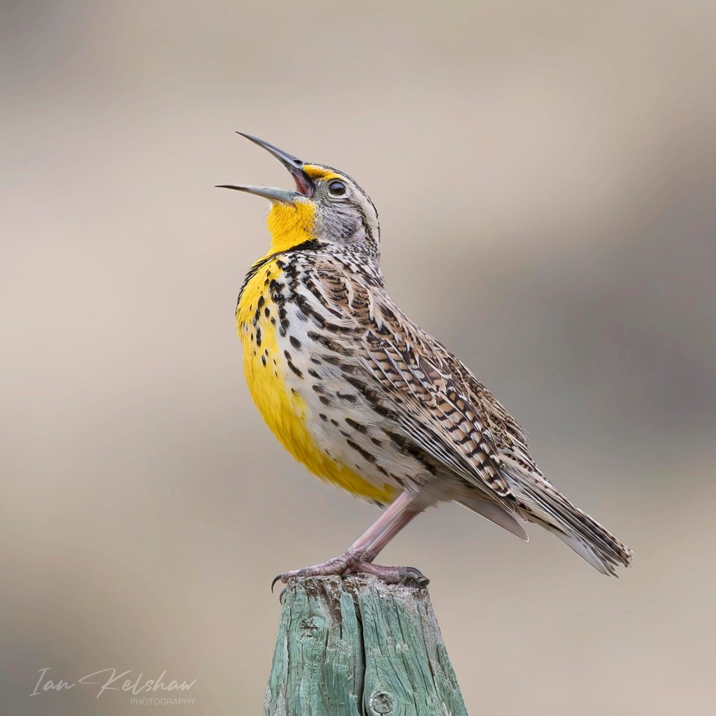 iN PHOTOS: Birds busy courting as spring arrives in Kamloops, Okanagan | iNFOnews.ca