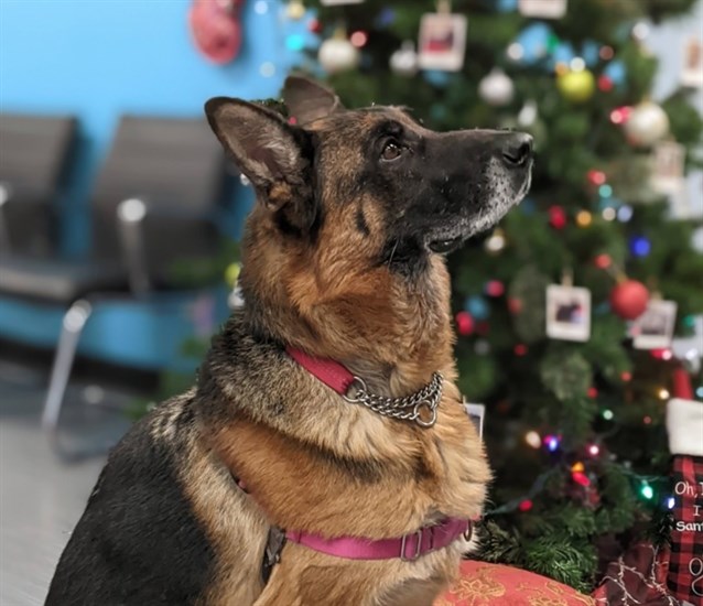 German shepherd dog in front of Christmas tree.