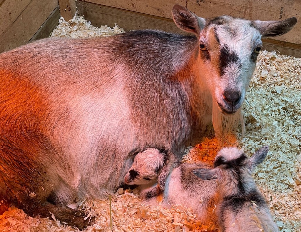 iN PHOTOS: Spring animal babies on farms in Okanagan, Kamloops | iNFOnews.ca iN PHOTOS: Spring animal babies on farms in Okanagan, Kamloops | iNFOnews.ca