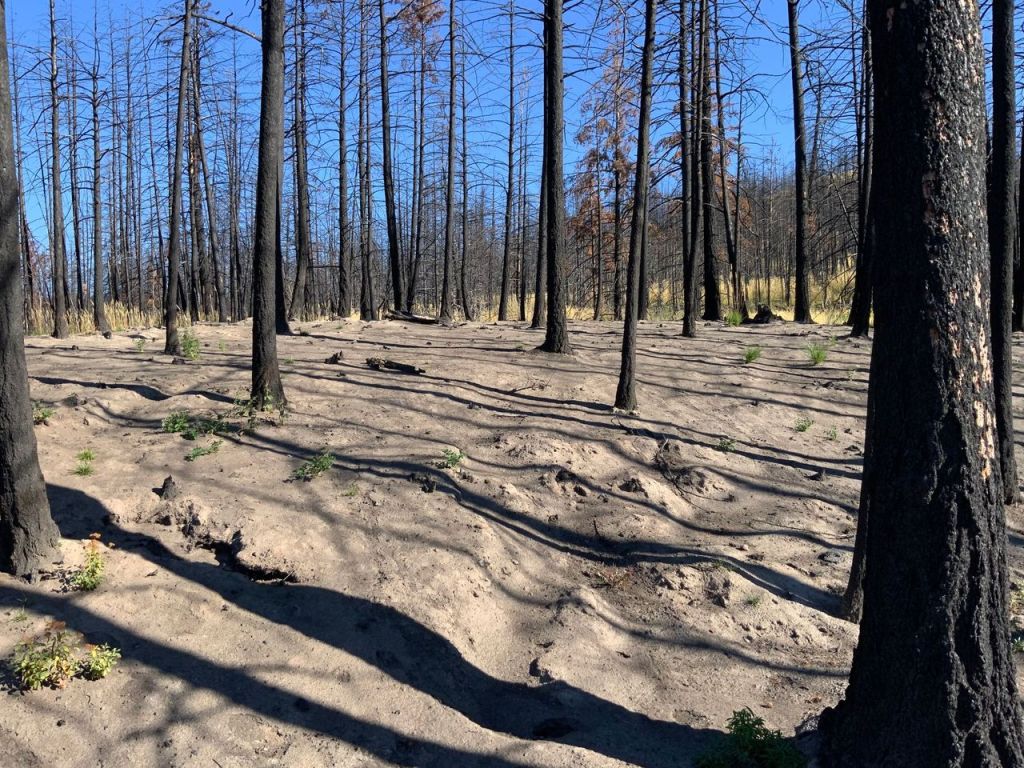 Fire-prone grasses invading wildfire-scarred landscapes in BC: study | iNFOnews.ca