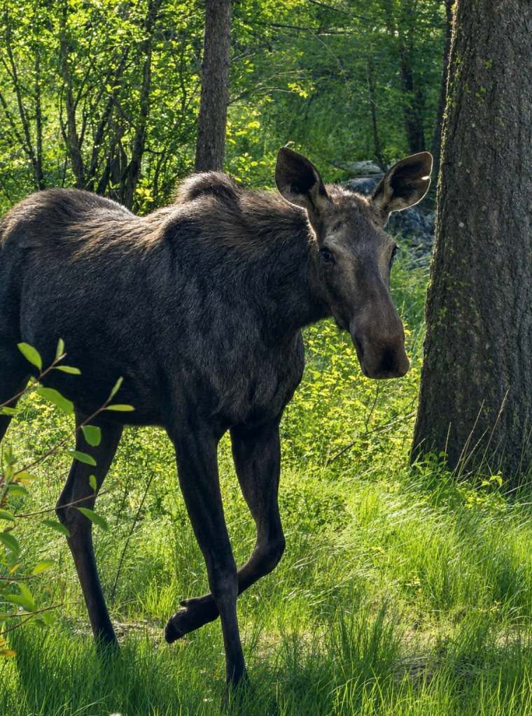 iN PHOTOS: A-moosing facts about moose in Thompson-Okanagan | iNFOnews.ca iN PHOTOS: A-moosing facts about moose in Thompson-Okanagan | iNFOnews.ca