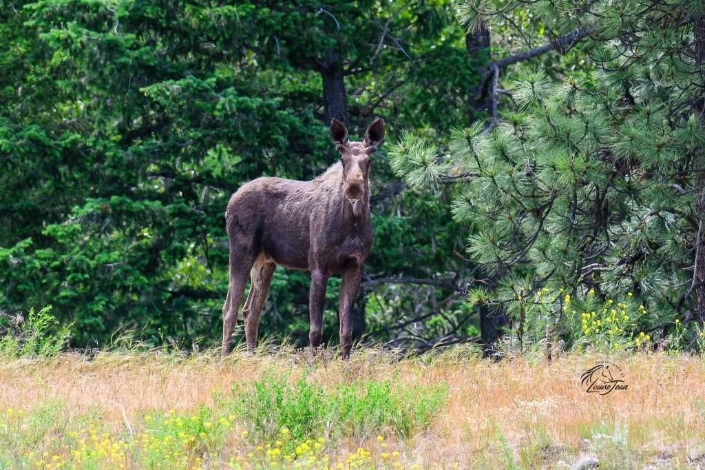 iN PHOTOS: A-moosing facts about moose in Thompson-Okanagan | iNFOnews.ca iN PHOTOS: A-moosing facts about moose in Thompson-Okanagan | iNFOnews.ca