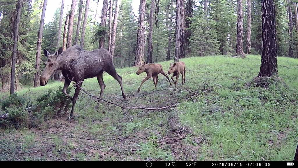 iN PHOTOS: A-moosing facts about moose in Thompson-Okanagan | iNFOnews.ca iN PHOTOS: A-moosing facts about moose in Thompson-Okanagan | iNFOnews.ca