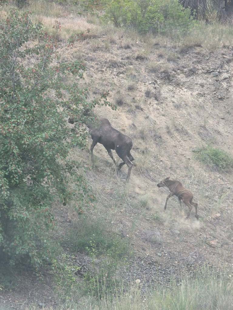 iN PHOTOS: A-moosing facts about moose in Thompson-Okanagan | iNFOnews.ca iN PHOTOS: A-moosing facts about moose in Thompson-Okanagan | iNFOnews.ca