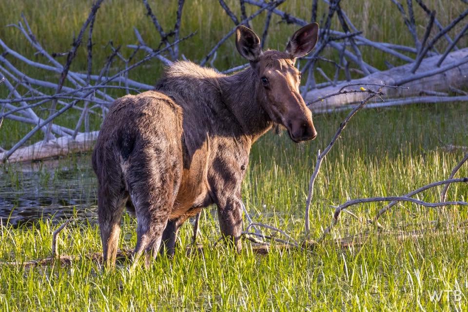 A moose stands in a field looking.