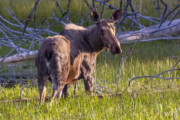 A moose stands in a field looking.