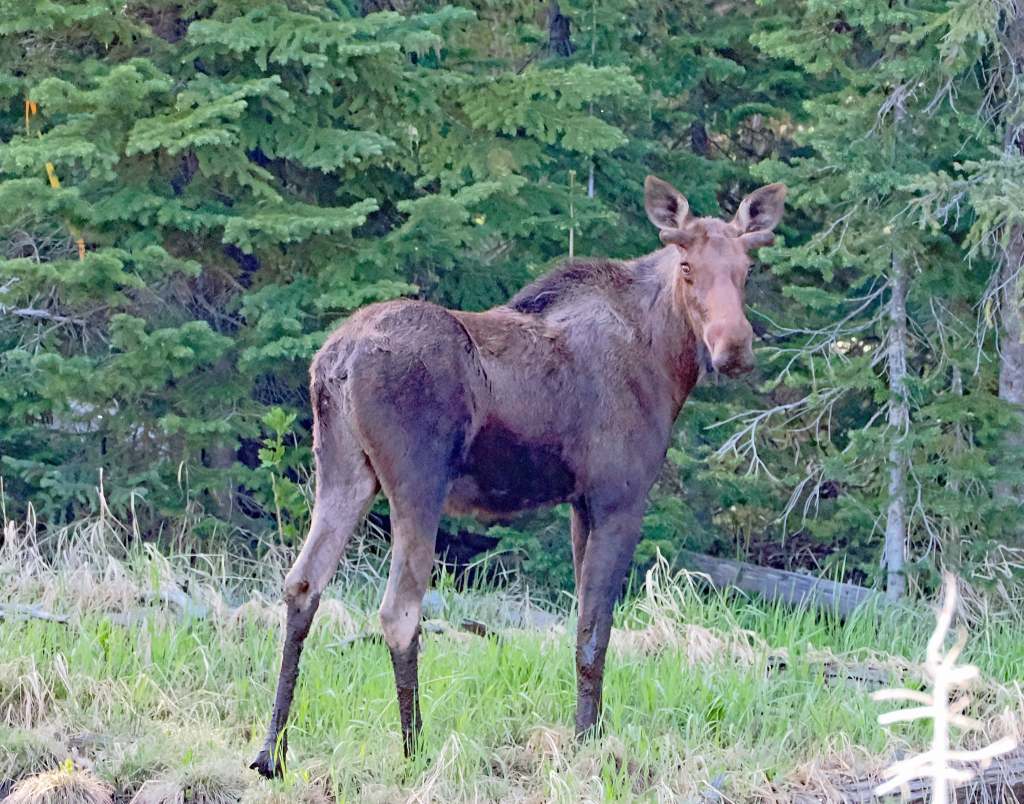 iN PHOTOS: A-moosing facts about moose in Thompson-Okanagan | iNFOnews.ca iN PHOTOS: A-moosing facts about moose in Thompson-Okanagan | iNFOnews.ca