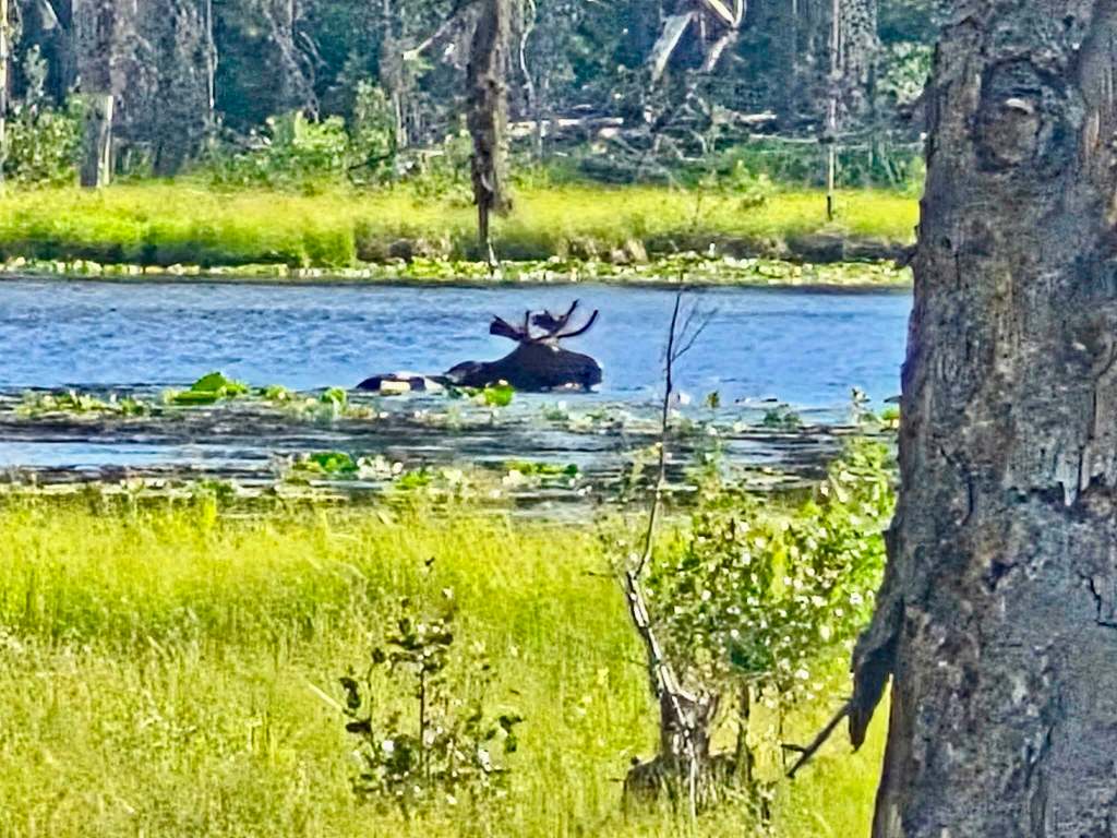 iN PHOTOS: A-moosing facts about moose in Thompson-Okanagan | iNFOnews.ca iN PHOTOS: A-moosing facts about moose in Thompson-Okanagan | iNFOnews.ca