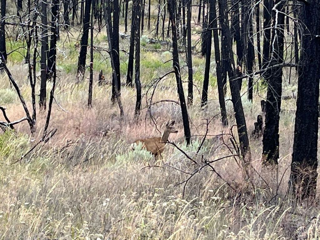 Fire-prone grasses invading wildfire-scarred landscapes in BC: study | iNFOnews.ca