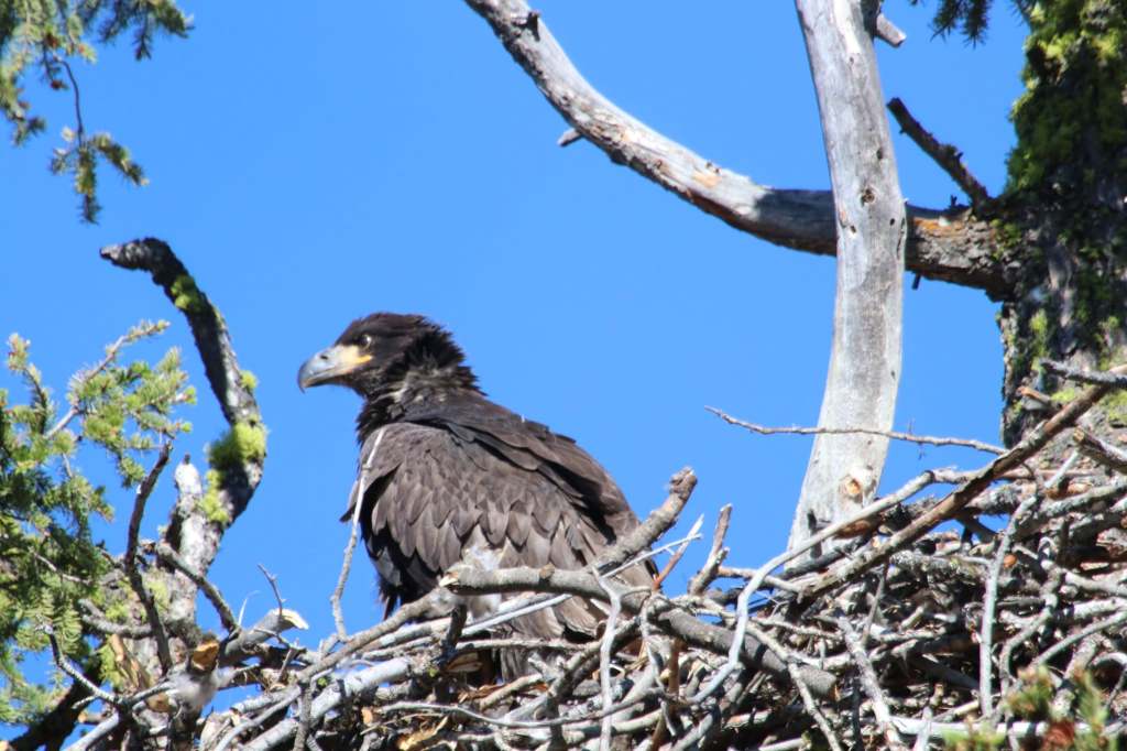 iN PHOTOS: Birds in Thompson-Okanagan show off their engineering skills | iNFOnews.ca iN PHOTOS: Birds in Thompson-Okanagan show off their engineering skills | iNFOnews.ca