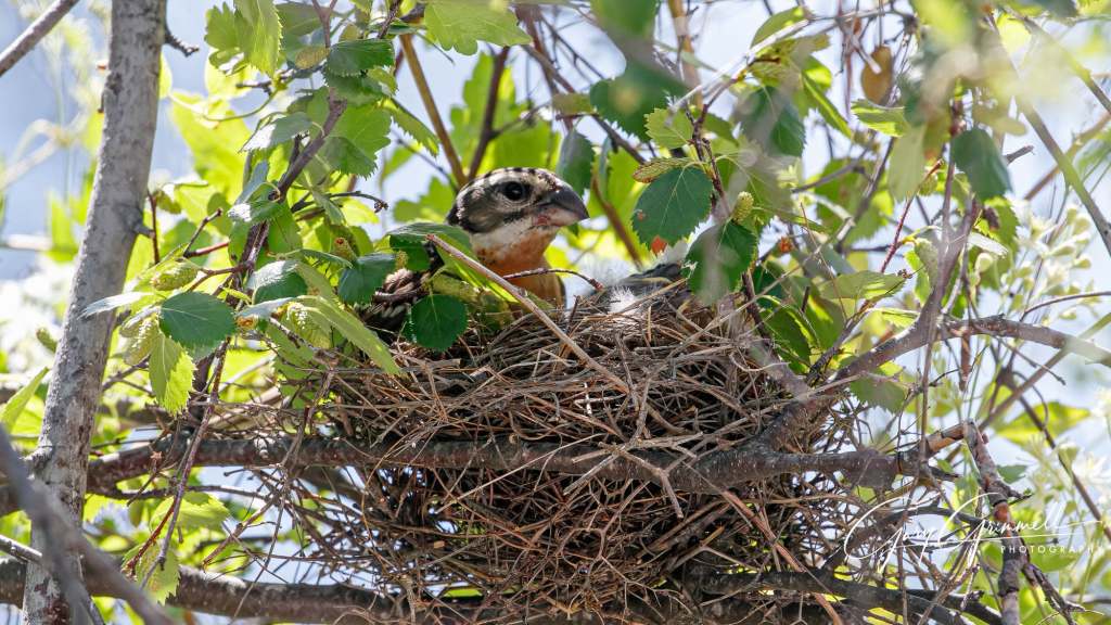 iN PHOTOS: Birds in Thompson-Okanagan show off their engineering skills | iNFOnews.ca iN PHOTOS: Birds in Thompson-Okanagan show off their engineering skills | iNFOnews.ca