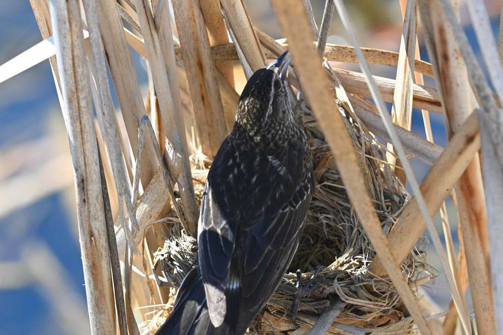iN PHOTOS: Birds in Thompson-Okanagan show off their engineering skills | iNFOnews.ca iN PHOTOS: Birds in Thompson-Okanagan show off their engineering skills | iNFOnews.ca