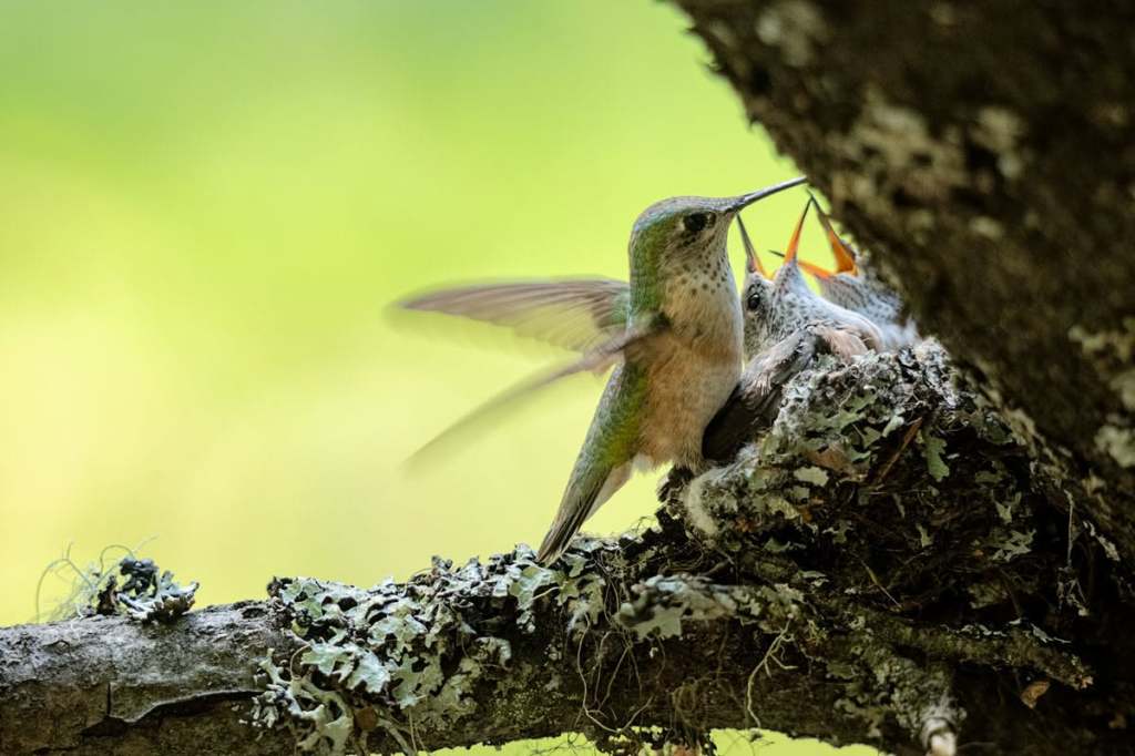 iN PHOTOS: Birds in Thompson-Okanagan show off their engineering skills | iNFOnews.ca iN PHOTOS: Birds in Thompson-Okanagan show off their engineering skills | iNFOnews.ca