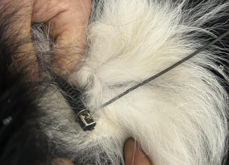 A dog caught in a snare.