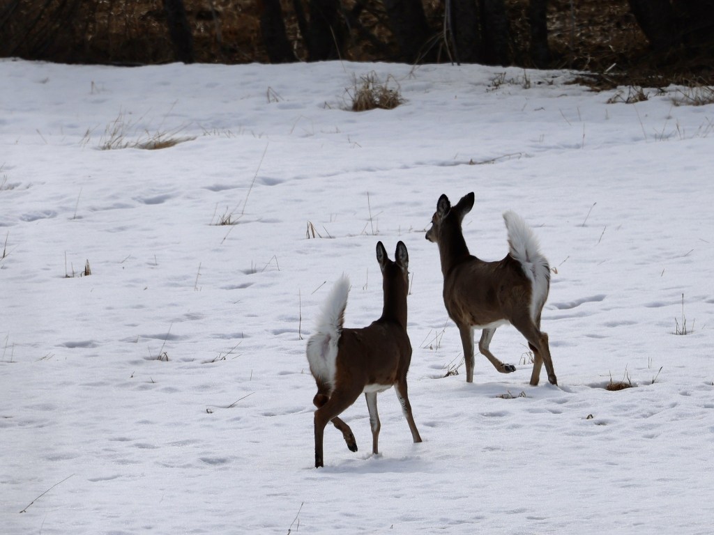 iN PHOTOS: Wild animals go bottoms up in Kamloops, Okanagan | iNFOnews.ca