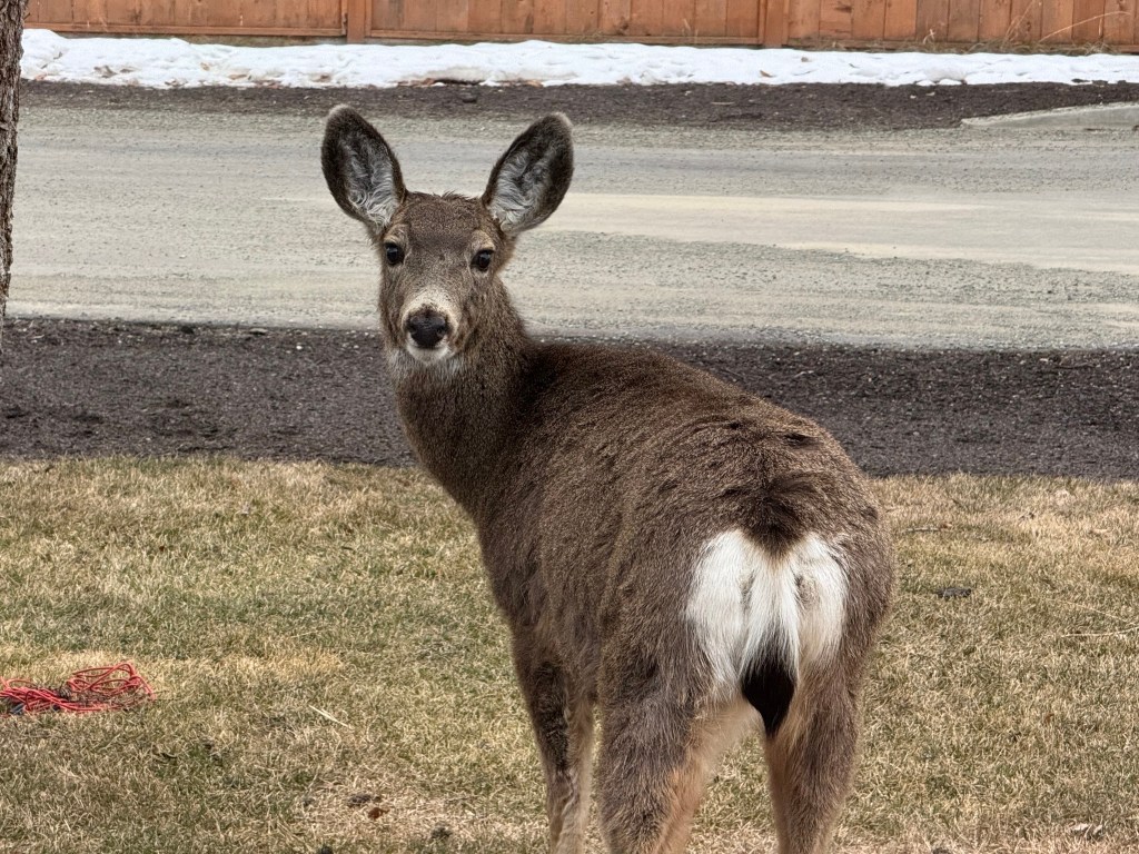 iN PHOTOS: Wild animals go bottoms up in Kamloops, Okanagan | iNFOnews.ca