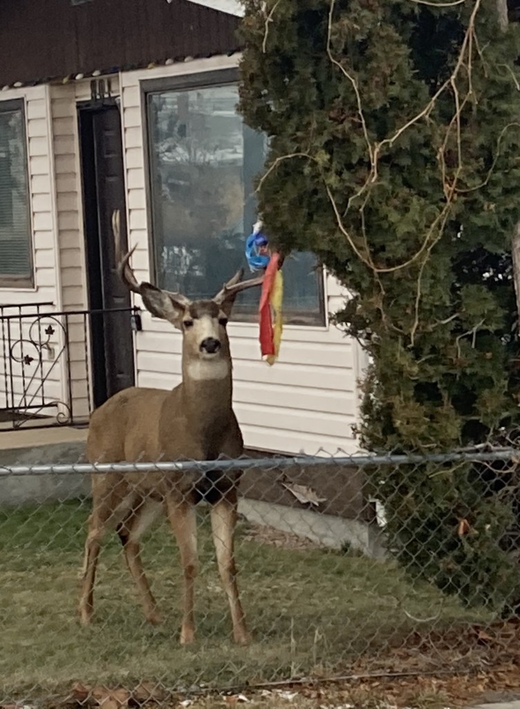 iN PHOTOS: Deer with stuff stuck on their antlers in Okanagan, Kamloops | iNFOnews.ca iN PHOTOS: Deer with stuff stuck on their antlers in Okanagan, Kamloops | iNFOnews.ca